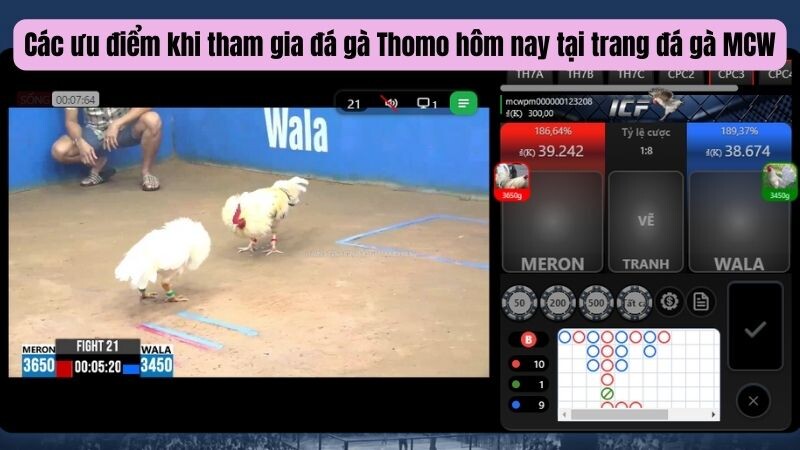 Các ưu điểm khi tham gia đá gà Thomo hôm nay tại trang đá gà MCW