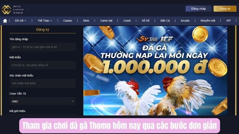 Tham gia chơi đá gà Thomo hôm nay qua các bước đơn giản